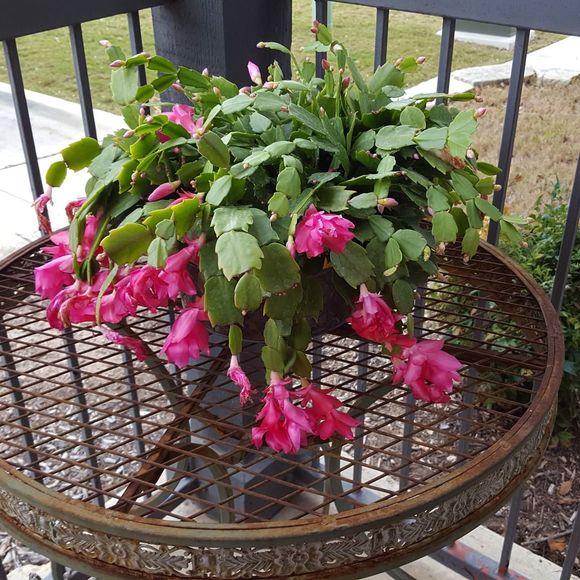 Meet your Posher, Judy - Picture 1 of 1